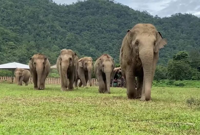 Elephant Sanctuary